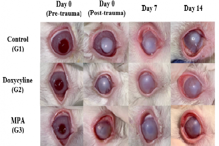 Clinical sample on the three groups (control, topical Doxycycline, and topical MPA) on day 0 (before and after alkali burn), day 7, and day 14 after treatment