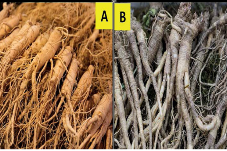 Similarity of the roots of Panax ginseng with Platycodon grandiflorum (A) Panax ginseng root (B) Platycodon grandiflorum.