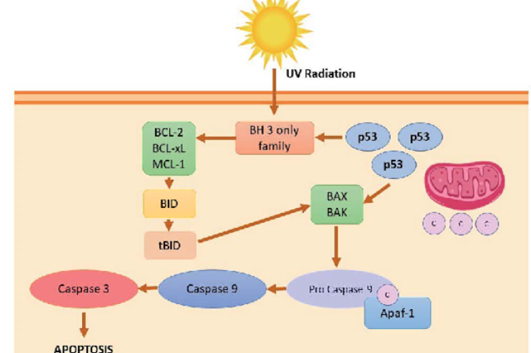 Intrinsic apoptotic pathway of the lens epithelial cells due to UV radiation.