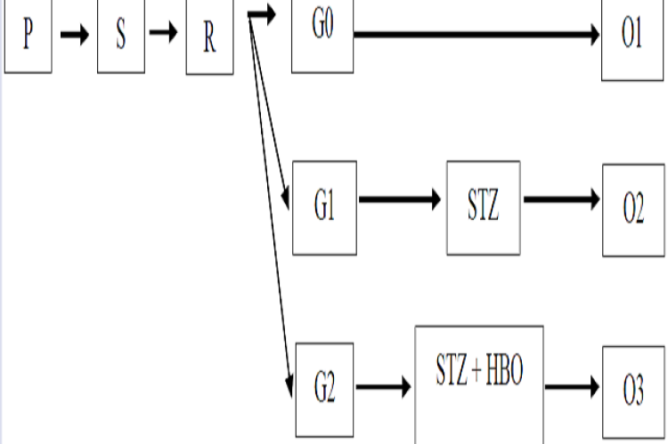 Research Design. Description: P: Population. S: Sample. R: Randomization. G0: Control group without streptozotozin induction. G1: Control group induced by streptozotozin. G2: Treatment group induced by streptozotozin and given HBO therapy. O1: Observation on G0. O2: Observation on G1. O3: Observation on G2 post HBO therapy. HBO: Given 100% oxygen therapy at a pressure of 2.4 ATA for 3x30 minutes with a 2x5 minute interval of normal air in a closed room for a period of 5 consecutive days.