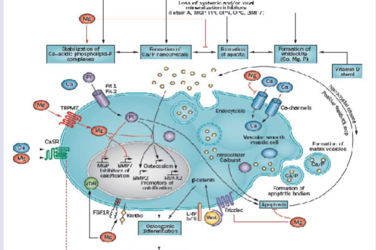 GRAPHICAL ABSTRACT