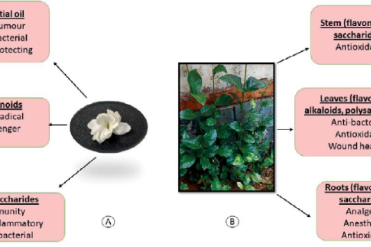 A. Flower of J.sambac. B. J.sambac plant. The main active components of the flower, stem, leaves and roots, along with their reported therapeutic effects.6