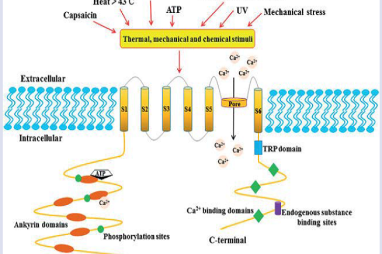 Structure of TRPV1 channel subunits. TRPV1 is a homo-tetramer, and each subunit consists of six transmembrane domains (S1–S6) with pore-forming hydrophobic groups. The long N-terminus contains several phosphorylation sites and six ankyrin repeat domains. The C-terminus has a TRP domain, several calmudulain binding domains, and endogenous substance binding sites3