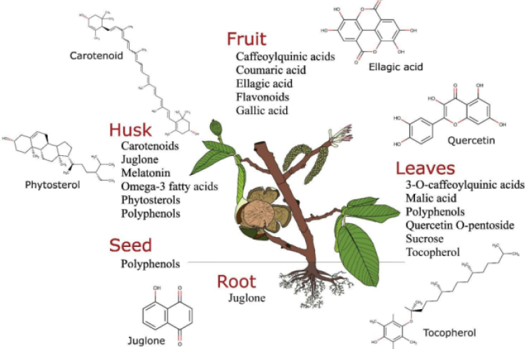 Compuestos Bioactivos de Juglans regia L.