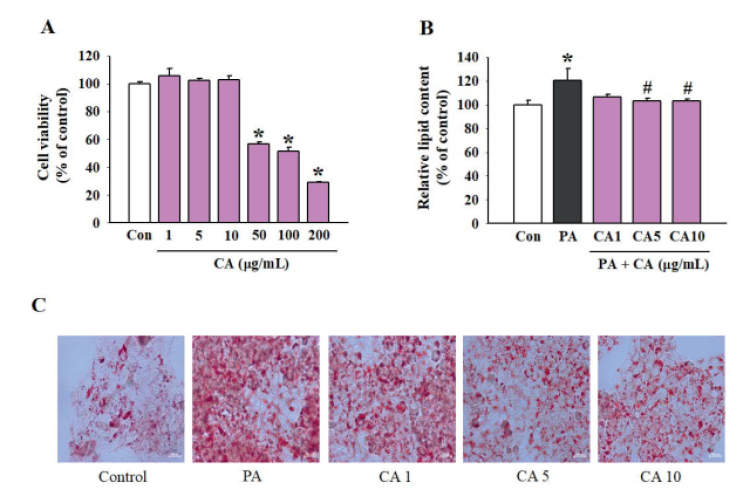 Effects of CA on cell viability and lipid accumulation in PA-induced HepG2 cells. (A) Viability of HepG2 cells was performed by MTT assay. (B) Lipid accumulation was extracted by isopropanol and quantitative content was measured at 500 nm. (C) Oil Red O-stained image of HepG2 cells observed under a microscope (×400). Data are expressed as mean ± SEM (n=6). *p < 0.05 vs. the control group (non-treated cells). #p < 0.05 vs. the PA-treated group.