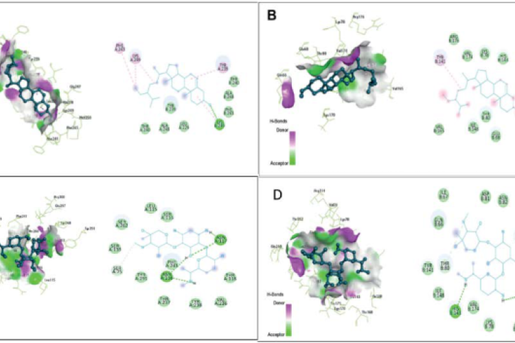 3D (left) and 2D (right) showing the interactions of β-sitosterol and with (A) penicillin-binding protein, (B) DNA gyrase and gentamicin against (C) Penicillin binding protein and (D) DNA gyrase.