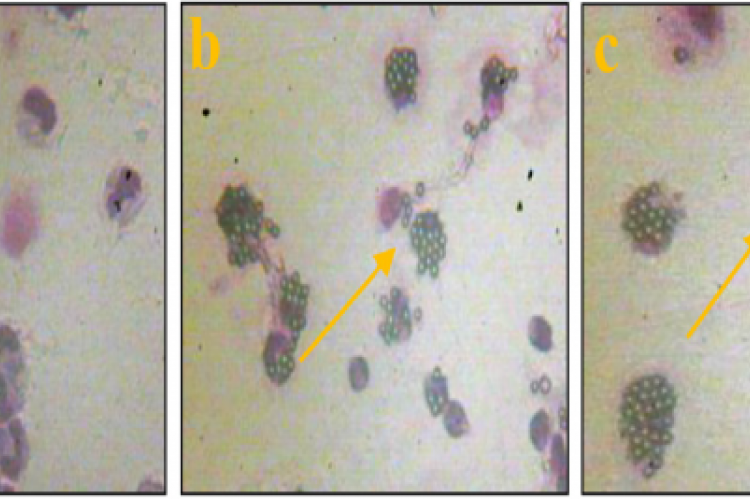Macrophages that phagocytozing latex of (a) water fraction, (b) chloroform fraction and (c) hexane fraction.