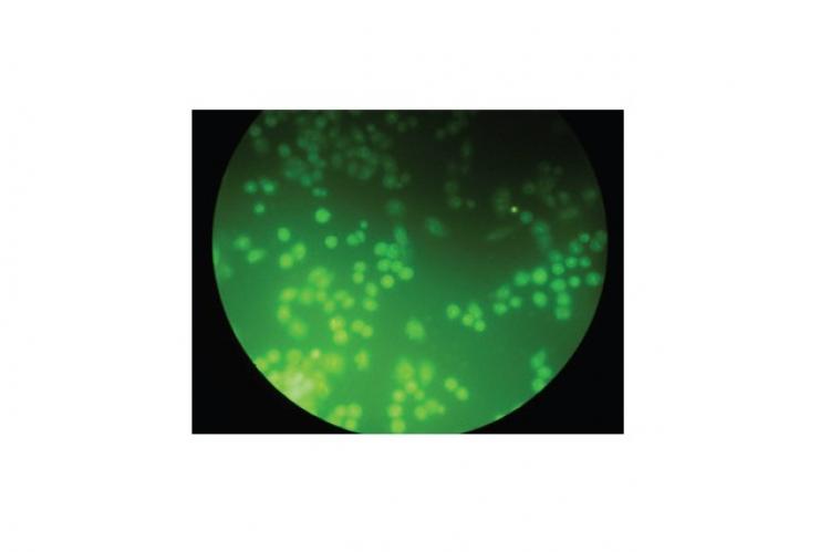Fluorescence color of cell control after 24 hours incubation. Green fluorescence of viable cells (100x magnification).