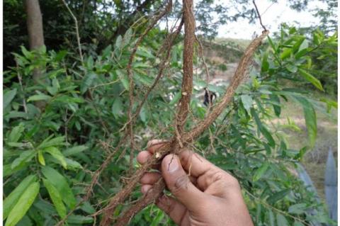 Roots of C. anisata