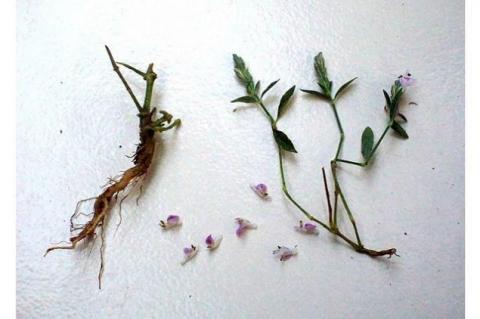 Herb of Rungia repens Nees.
