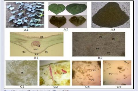 Macroscopic and Microscopic characteristics of Piper acre BLUME. Where; (A1) Piper acre Blume in natural habitat; (A2) a part showing the fresh and dried leaf; (A3) dried leaf powder; (B1) Transversal and (B2) longitudinal sections of the fresh leaf, (C) dried leaf powder; (UE) upper epidermis; (VB) vascular bundle; (Tc) Trichome; (SM) spongy mesophyll cell; (LE) lower epidermis; (PS) paracytic stomata; and (OG) oil glands.