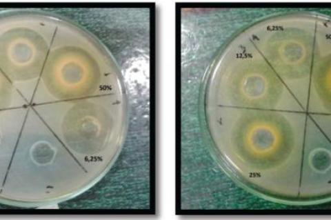 Inhibition zone of stem barks against (I) S. epidermidis, and (II) P. acnes.