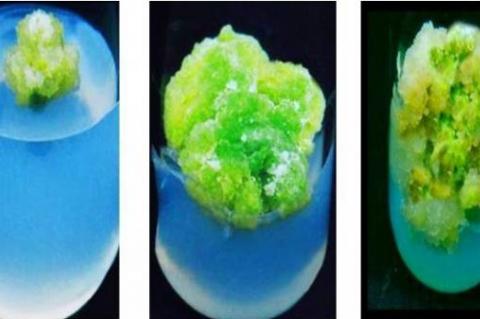 In vitro callus induction from leaf explants of C.pulcherima showing green creamy friable type