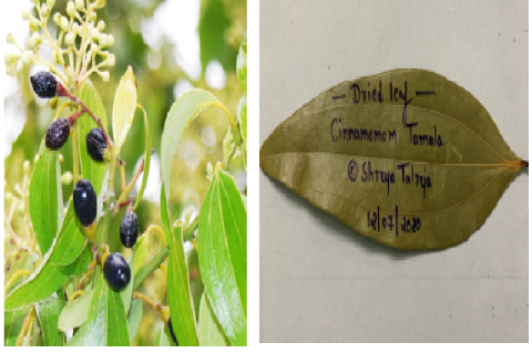 (a):- Image of c.tamala leaves, flower, fruits (Image source- nursery pioneer),26 (b):- Image of dried leaves of cinnamomum tamala