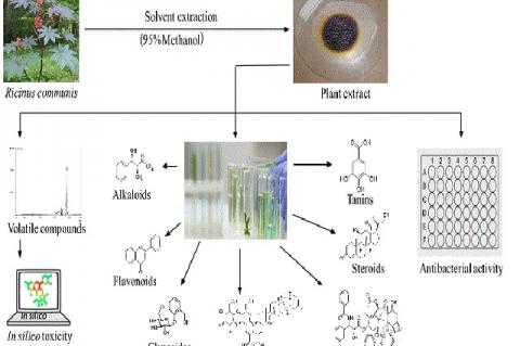 Ricinus Communis | Pharmacognosy Journal