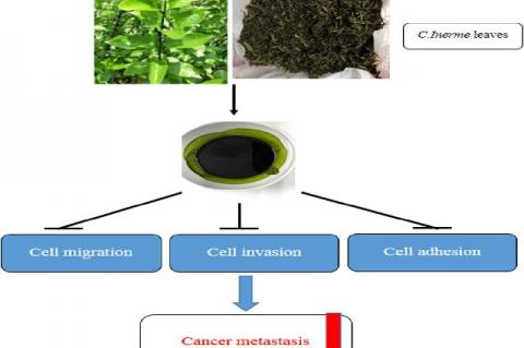 C. inerme leaves extract inhibited cell metastasis of A549 cells by suppressing cell migration, invasion, and adhesion