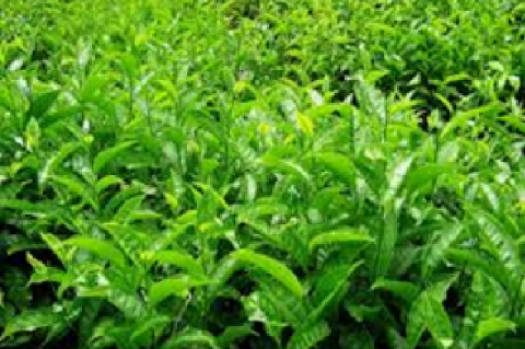 Field view of green tea (Camellia sinensis L.) plant