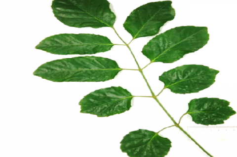 Macroscopy of Polyscias guilfoylei L. leaves