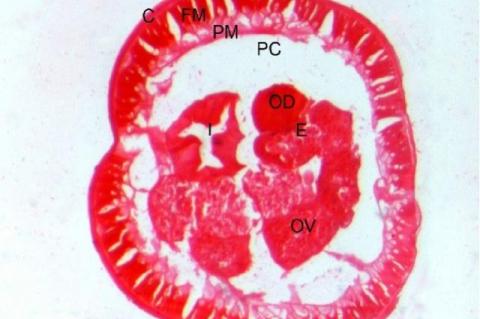 Transverse sections of normal female A. galli. Body surface cuticle (C) is surrounded by fibrillar muscle (FM) and protoplasmic muscle (PM). Ovary (OV) containing numerous oogonia, oviduct (OD), eggs (E) inside uterus and intestine (I) are present in the pseudocoel (PC) (x 200)