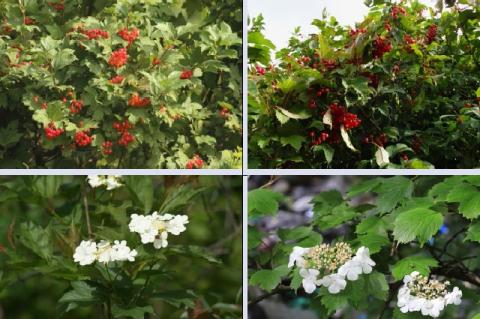 Guelder-rose (left,) Sargent's guelder-rose (right) in the flowering phase (bottom) and in the fruiting phase (top)