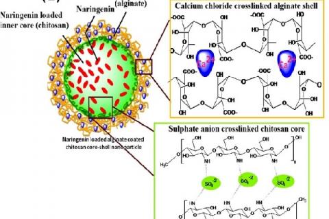 The structure of chitosan-alginat in nanoparticles