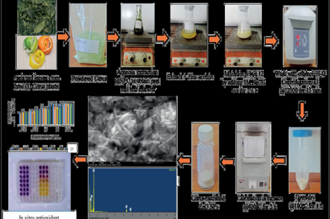 Flow chart for green synthesis of ZnO NPs using three citrus plants and their biological screening