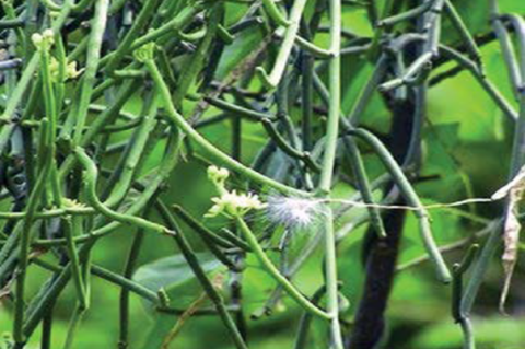 Sarcostemma acidum plant.