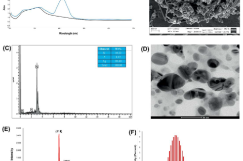 Characterization of biogenically synthesized silver nanoparticles (AgNPs): (A) UV Spectroscopy showing characteristics peaks at 430 nm. (B) Field emission Scanning electron microscopy (FE-SEM) image of My-Ag NPs. (C) EDX mapping and elemental profile of biosynthesized My-Ag NPs. (D) HR-TEM analysis of My-Ag NPs. (E) XRD pattern of biosynthesized biosynthesized My-Ag NPs. (F) Dynamic light scattering (DLS) analysis shows the size distribution pattern of My-Ag NPs.