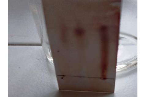 Thin Layer Chromatography of Macuna pruriens extracts