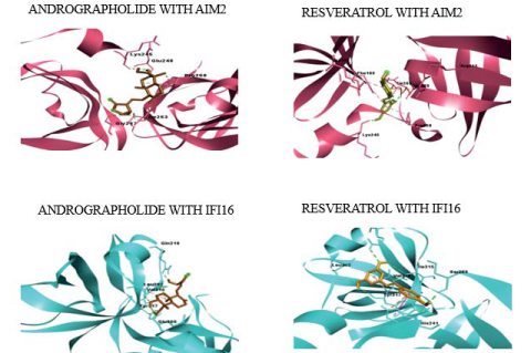 Docked Model of AIM2 And IFI16 with Andrographolide and Resveratrol