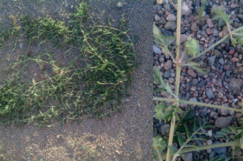 Tribulus terrestris plant, Dundgovi Province, Erdenedalai Soum