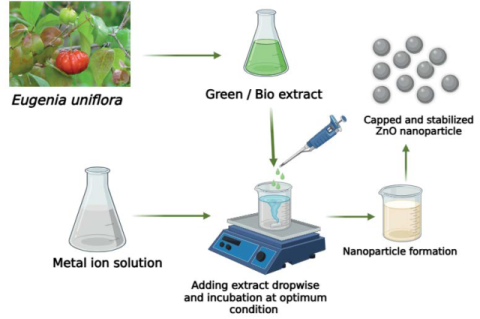 Green synthesis of ZnONPs using Eugenia uniflora leaf extract