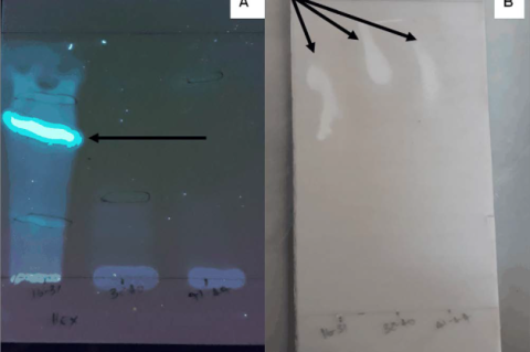 TLC plates of E. elephantina rhizome n- hexane fraction. Fractions 16-31, 32-40 and 41-44 collected from the silica column chromatography were spotted the on-TLC plate and developed with an n-hexane: ethyl acetate (8:2) solvent system. (A) A reference TLC plate viewed under UV366 nm. The arrow indicates the area of interest. (B) The TLC plate was sprayed with S. aureus. Arrows indicate clear zones or inhibition zones