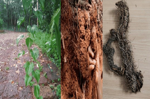 Image of Dioscorea transversa leaf and tuber