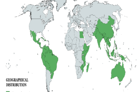 Geographical distribution of Cissampelos pareira