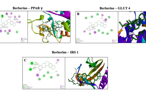 Molecular docking interaction profile of berberine with insulin signalling targets. Left panels represent 2D interaction maps indicating the nature and distance of key intermolecular contacts, while right panels depict 3D docking poses of berberine within the respective binding sites. Colour codes: green – van der Waals and hydrogen bonds; pink – π–π stacking/π–alkyl interactions