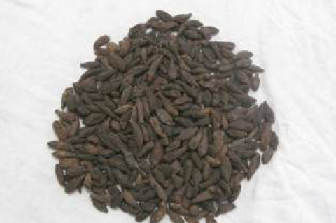 Terminalia chebula (Crude drug)