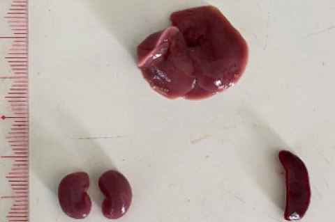 Gross morphology of the liver, kidneys, and spleen