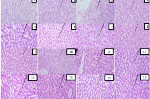 Histopathological micrographs of rat liver sections Arrows indicate areas of hepatocellular degeneration characterized by cytoplasmic vacuolization and disrupted hepatic cord architecture.