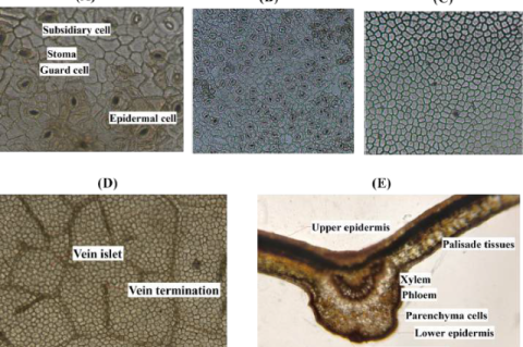 Microscopic studies of P. wallichii leaf showing (A) anomocytic stomata observed at 40ⅹ, (B) upper epidermis with numerous stomata at 10x, (C) lower epidermis at 10x, (D) vein islet and vein termination at 10x, and (E) transverse section of the leaf at 10x.