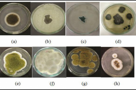 Mold Isolates based on their morphology