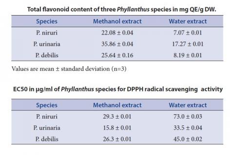 Phyllanthus species