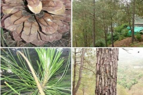 Pinus roxburghii (Chir Pine) a) Cone b) Tree c) Needles d) Trunk.