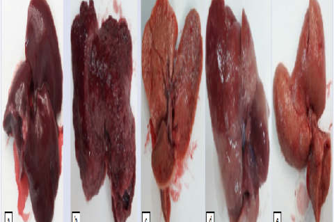 Macroscopic images of rat liver