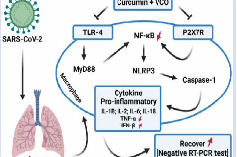Novelty and schematic representation of curcumin and VCO supplementation affecting pro-inflammatory