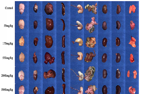 Gross morphology of selected organs in male ICR mice given with distilled water (control group) and varying concentrations of freezedried lipote fruit extract (LFE) (treatment group). (at full page width).