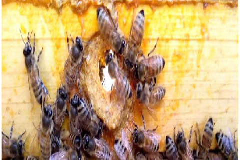 Bees making a proposed hole.