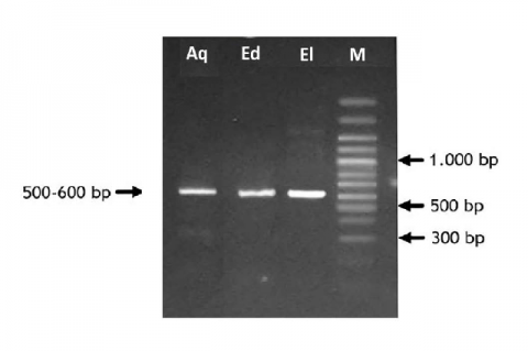 Electrophoresis of PCR products in 1% agarose gel. The sizes of bands are between 500-600bp. M, DNA ladder marker; Aq, control group; Ed, extract- dead larvae; El, extract- survived larvae.