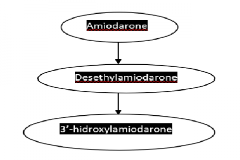 Metabolism amiodarone6
