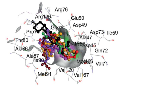 Superimposition of lead Capsicum compounds on co-crystal structure of gyrase B (RMSD: 0.5Å).